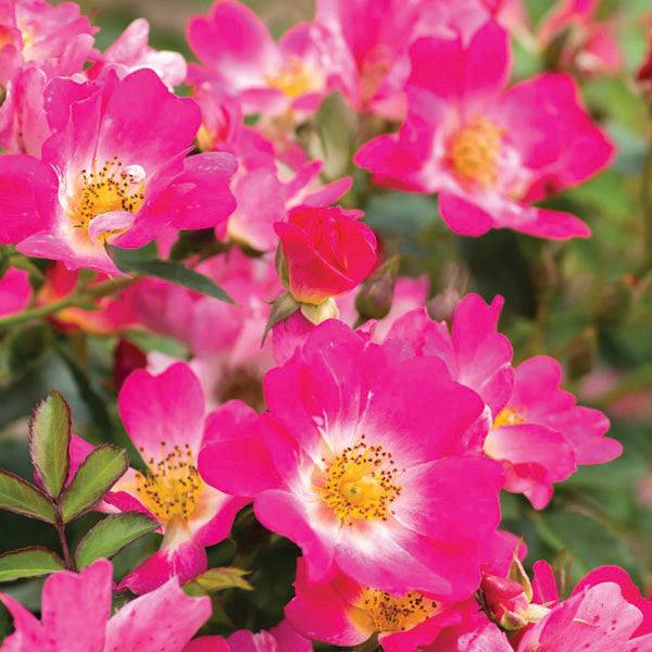 Rose – Drift® - Pink by Pickup & Local Delivery Only features vibrant pink blooms with yellow centers, lush disease-resistant foliage, and a central red rosebud, all in a charming groundcover habit.