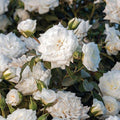 A cluster of Rose – Drift® - White from Pickup & Local Delivery Only, featuring disease-resistant foliage, lush green leaves, and unopened rosebuds in a garden setting.