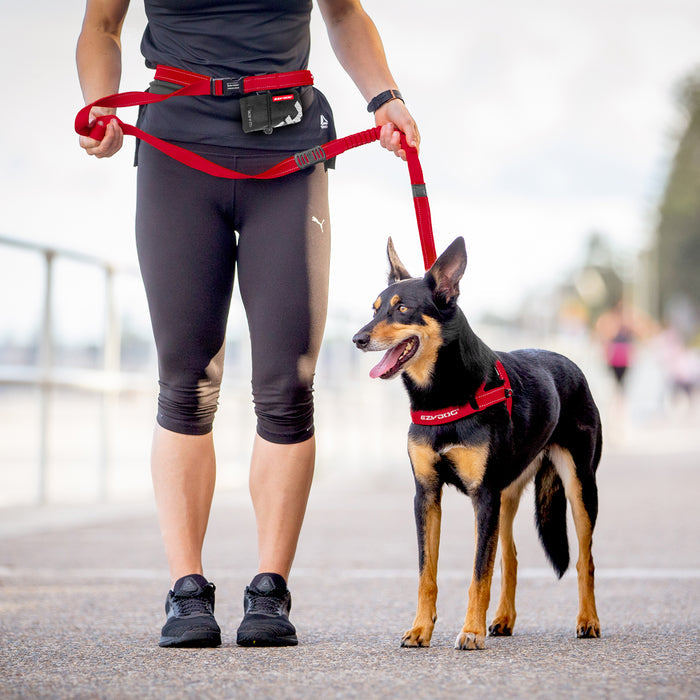 Person walking a dog on a leash with a blurred background