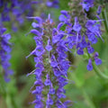 Sage - April Night - 1 gallon - Hicks Nurseries