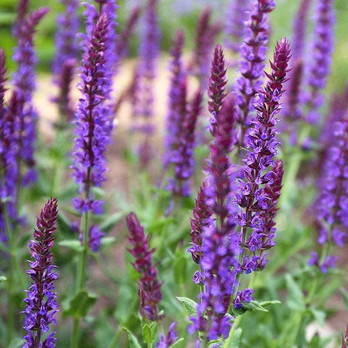 Salvia - May Night - 1 gallon - Hicks Nurseries