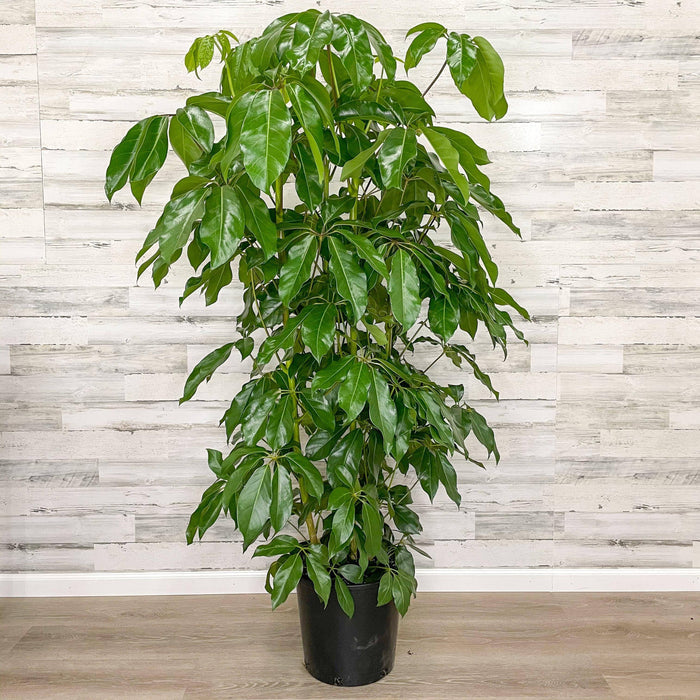 Schefflera - Amate - 14-inch Pot - Hicks Nurseries