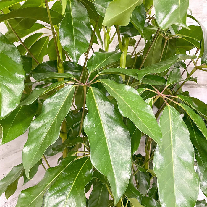 Schefflera - Amate - 14-inch Pot - Hicks Nurseries