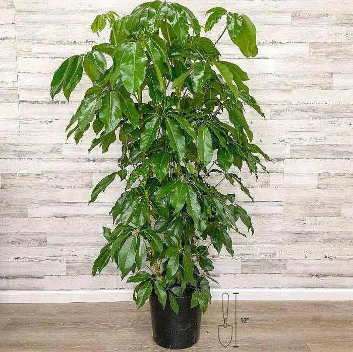 Schefflera - Amate - 14-inch Pot - Hicks Nurseries