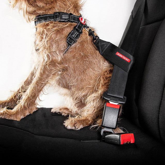 A dog seated on a car seat with a black EzyDog seat belt restraint harness fitted around its chest.