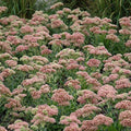 Sedum - Autumn Joy - 2 gallon - Hicks Nurseries