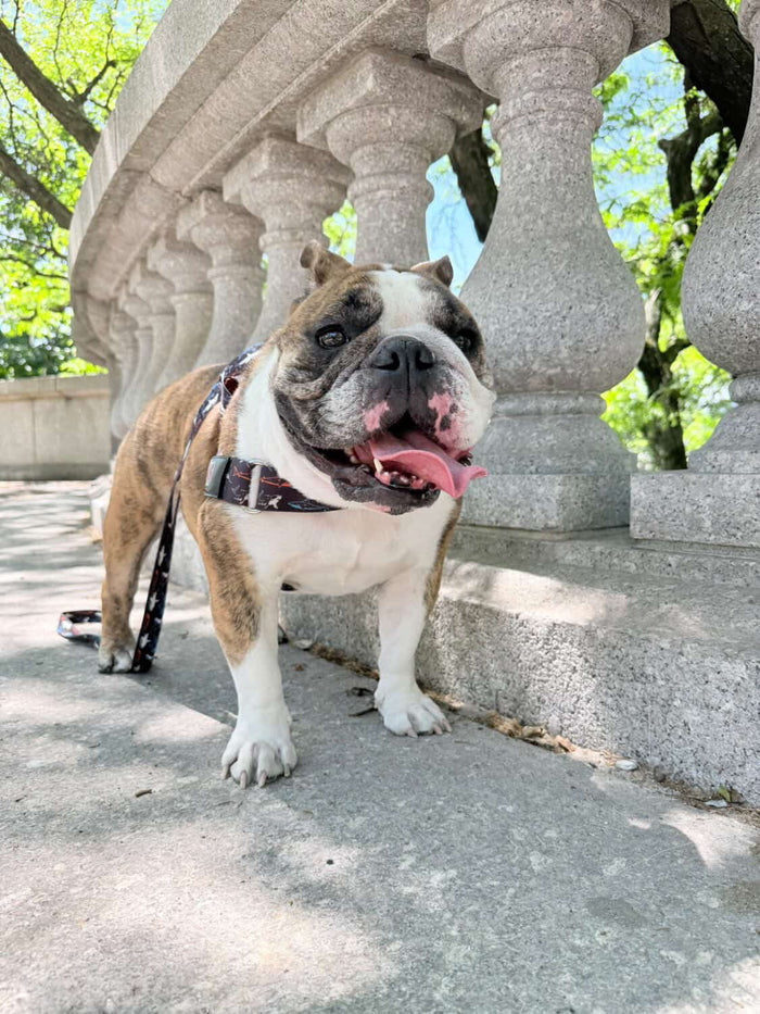 Shark BullHug Dog Harness & Leash Combo