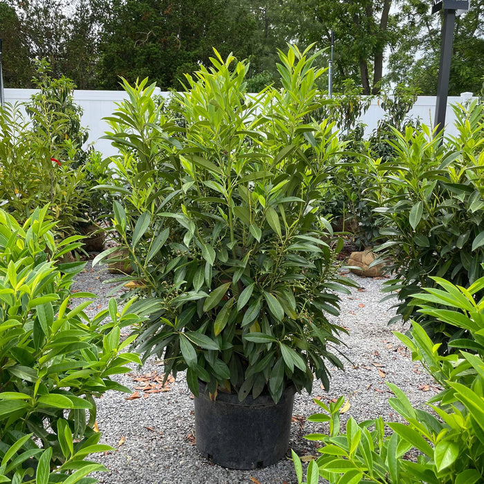Skip Laurel - 10 gallon - Hicks Nurseries