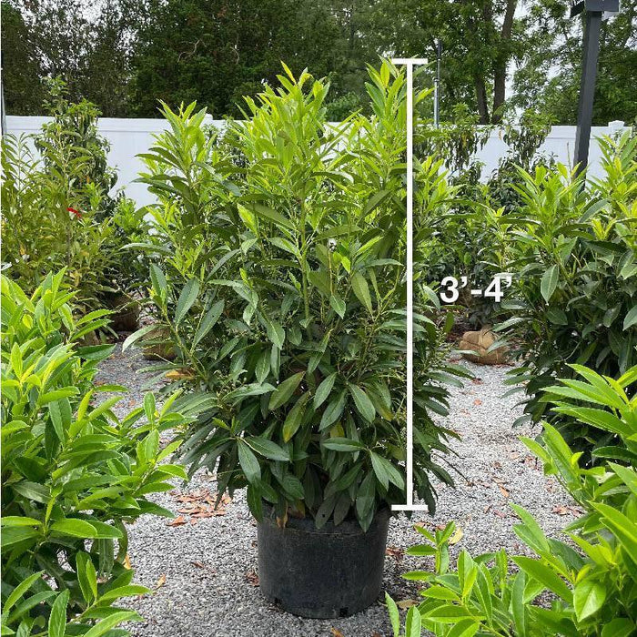 Skip Laurel - 10 gallon - Hicks Nurseries