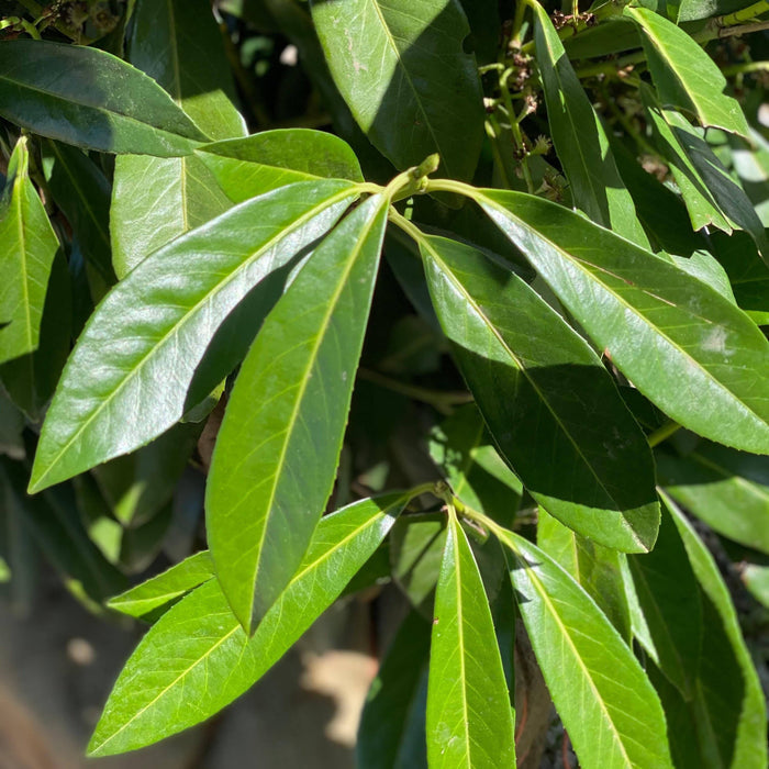 Skip Laurel - 4-5' - Balled and Burlapped - Hicks Nurseries