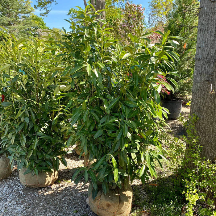 Skip Laurel - 4-5' - Balled and Burlapped - Hicks Nurseries