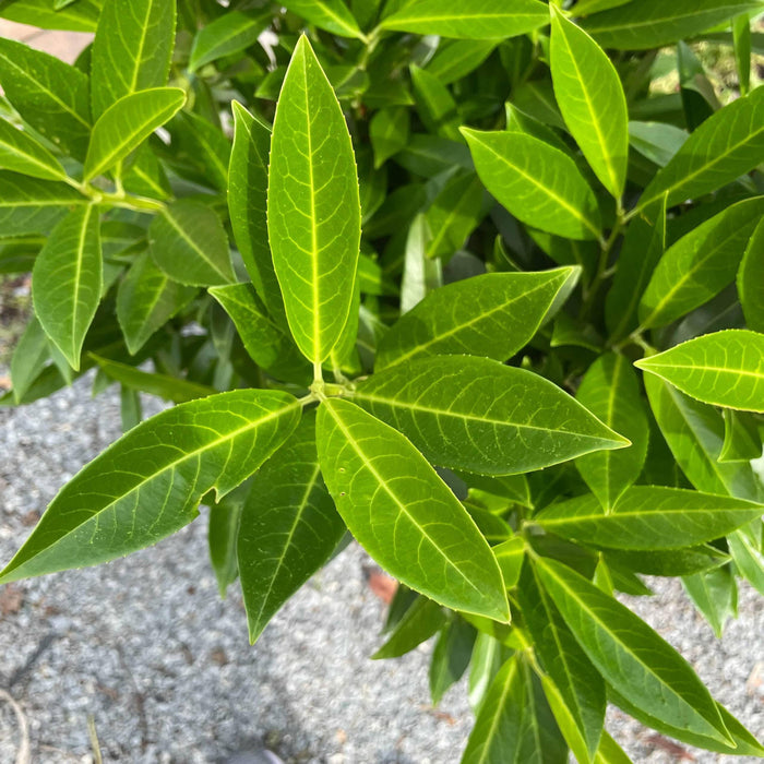 Skip Laurel - 7 gallon - Hicks Nurseries