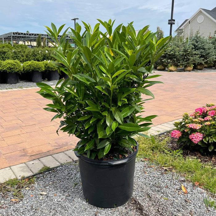 Skip Laurel - 7 gallon - Hicks Nurseries
