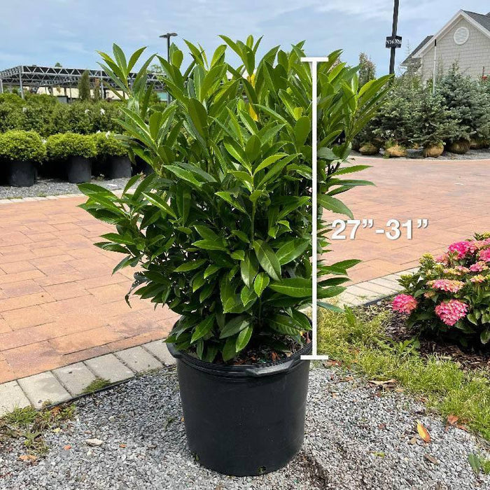 Skip Laurel - 7 gallon - Hicks Nurseries
