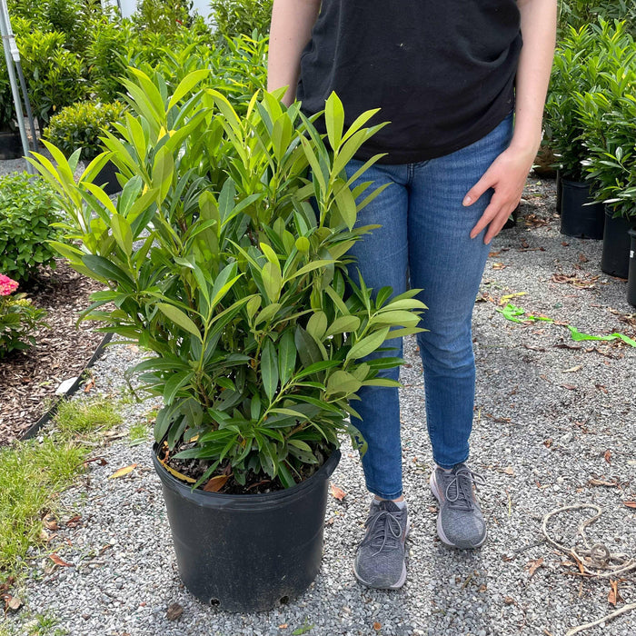 Skip Laurel - 7 gallon - Hicks Nurseries