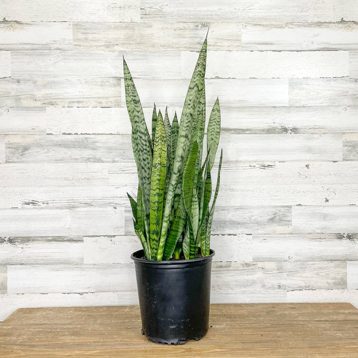 Snake Plant - Zeylanica - 10-inch - Hicks Nurseries