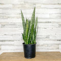 Snake Plant - Zeylanica - 10-inch - Hicks Nurseries