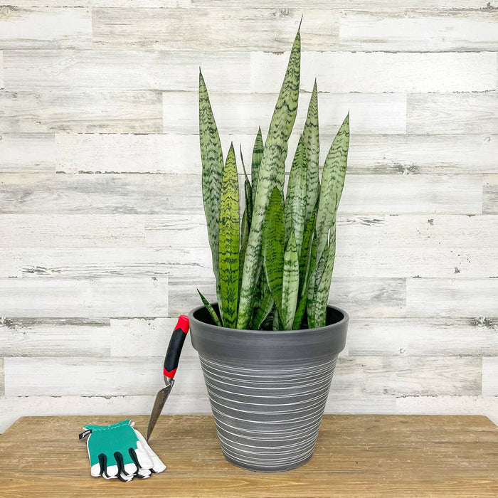 Snake Plant - Zeylanica - 10-inch - Hicks Nurseries