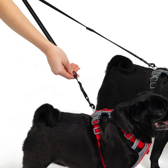 Black dog wearing a red harness and a second black dog wearing a black harness with a person holding a leash on a white background