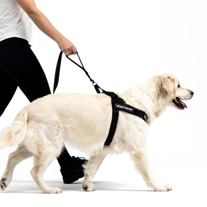 Dog walking on a leash with a harness, on a white background