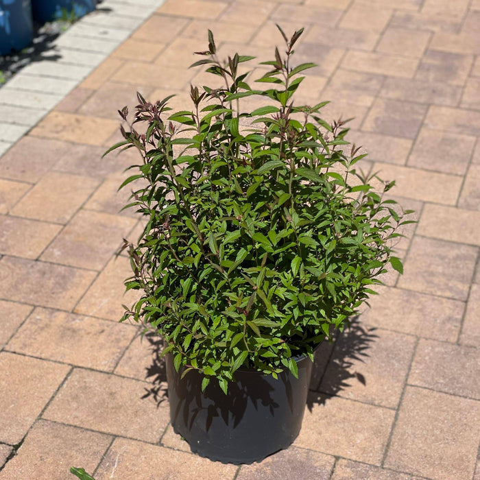 Spirea - Anthony Waterer - 3 gallon - Hicks Nurseries