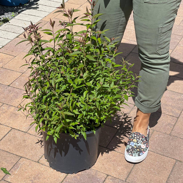 Spirea - Anthony Waterer - 3 gallon - Hicks Nurseries