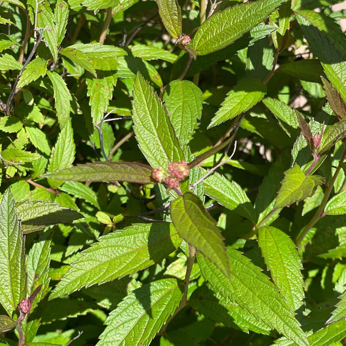 Spirea - Anthony Waterer - 3 gallon - Hicks Nurseries