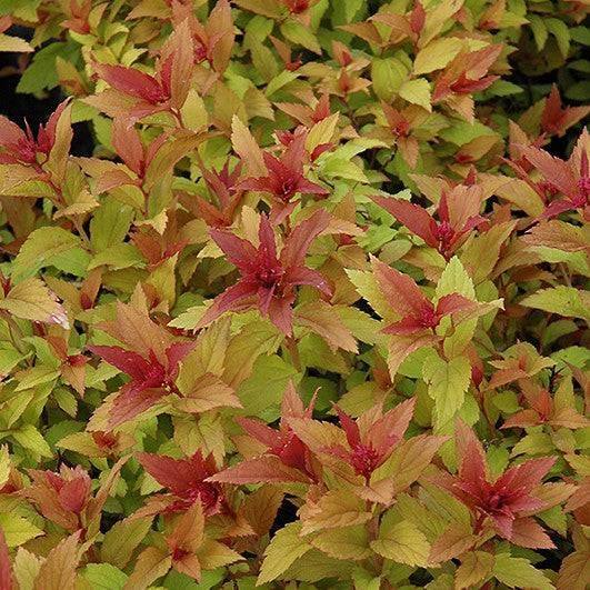 Spirea - Gold Flame - 3 gallon - Hicks Nurseries