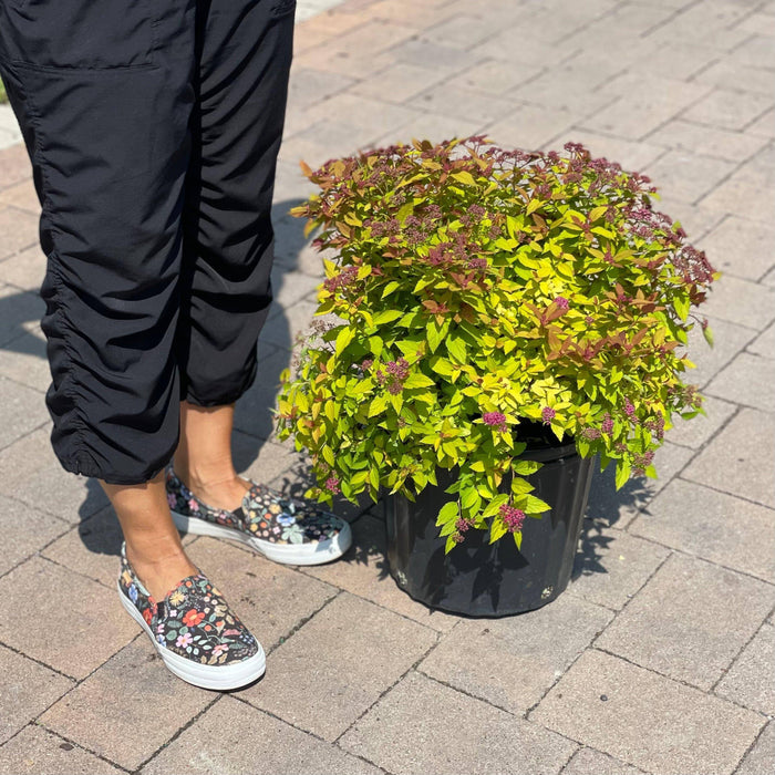 Spirea - Gold Flame - 3 gallon - Hicks Nurseries