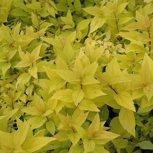 Spirea - Goldmound - 3 gallon - Hicks Nurseries