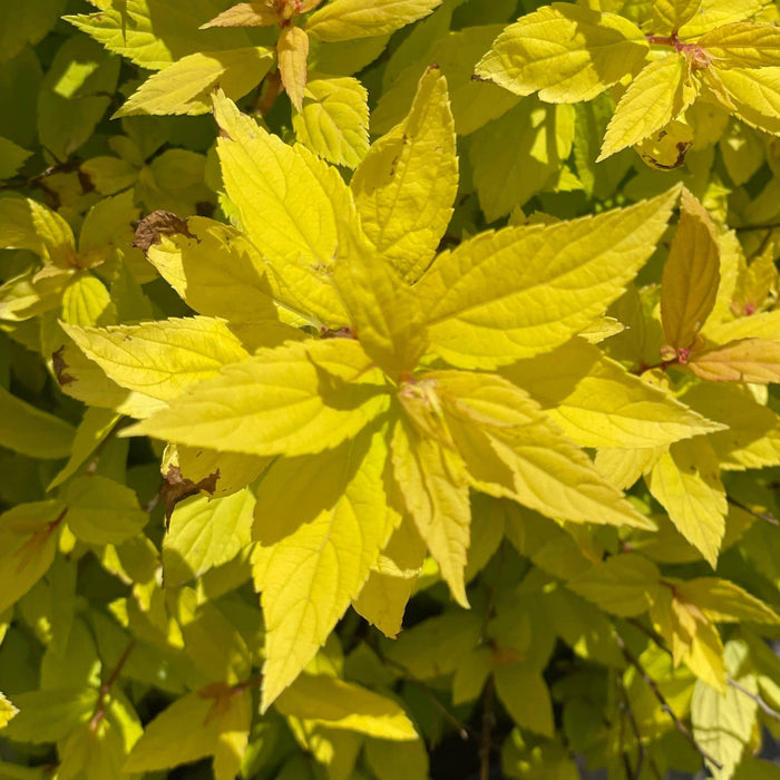 Spirea - Goldmound - 3 gallon - Hicks Nurseries