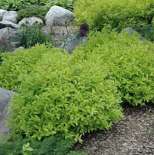 Spirea - Goldmound - 3 gallon - Hicks Nurseries
