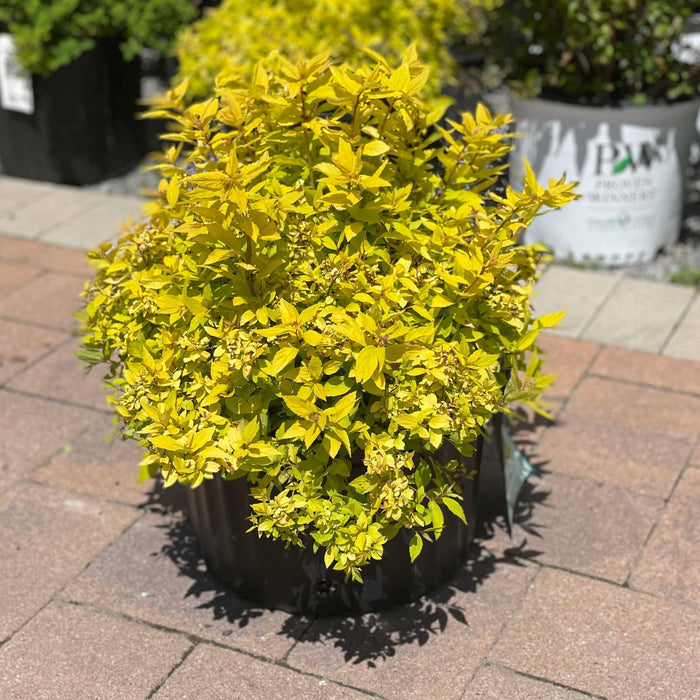 Spirea - Goldmound - 3 gallon - Hicks Nurseries