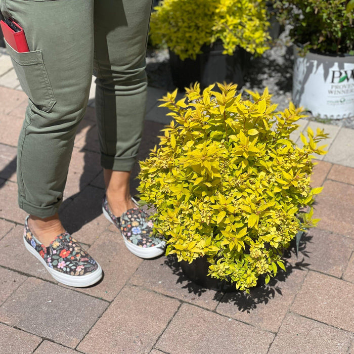 Spirea - Goldmound - 3 gallon - Hicks Nurseries