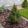 Spruce - Premium Alberta - 2 gallon - Hicks Nurseries