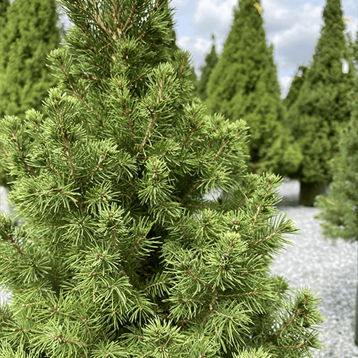 Spruce - Premium Alberta - 2 gallon - Hicks Nurseries