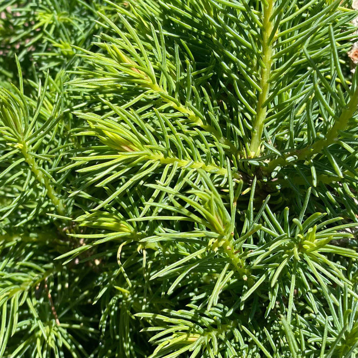 Spruce - Premium Alberta - 2 gallon - Hicks Nurseries