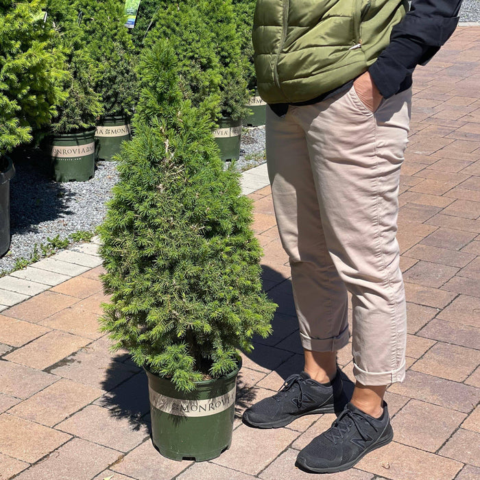 Spruce - Premium Alberta - 2 gallon - Hicks Nurseries