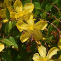 St. John's Wort - Hidcote - 3 gallons - Hicks Nurseries