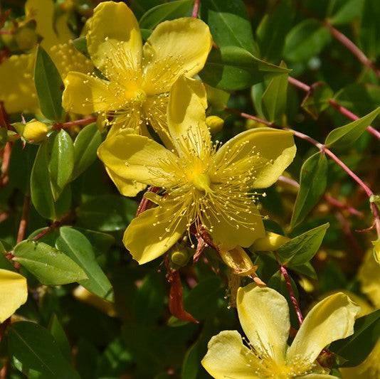 St. John's Wort - Hidcote - 3 gallons - Hicks Nurseries