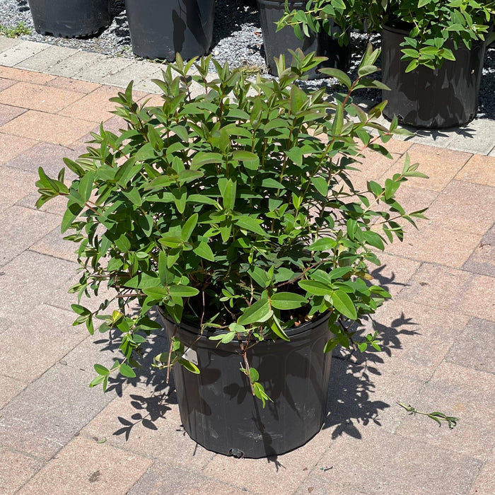 St. John's Wort - Hidcote - 3 gallons - Hicks Nurseries