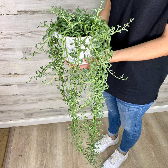 String of Dolphins - Hanging Basket - 6-inch - Hicks Nurseries