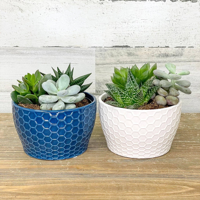 Succulent Combo Garden - Assorted - 6.5-inch Pot - Hicks Nurseries