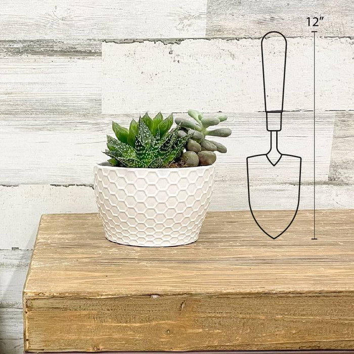 Succulent Combo Garden - Assorted - 6.5-inch Pot - Hicks Nurseries
