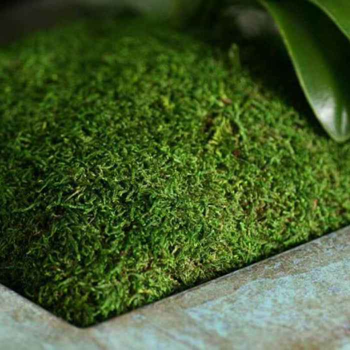 A close-up of SuperMoss® – Preserved Sheet Moss (80.75 cu in) by Available for Pick-Up & Delivery in a square stone planter, with a green leaf visible, showcasing its soil moisture retention benefits.