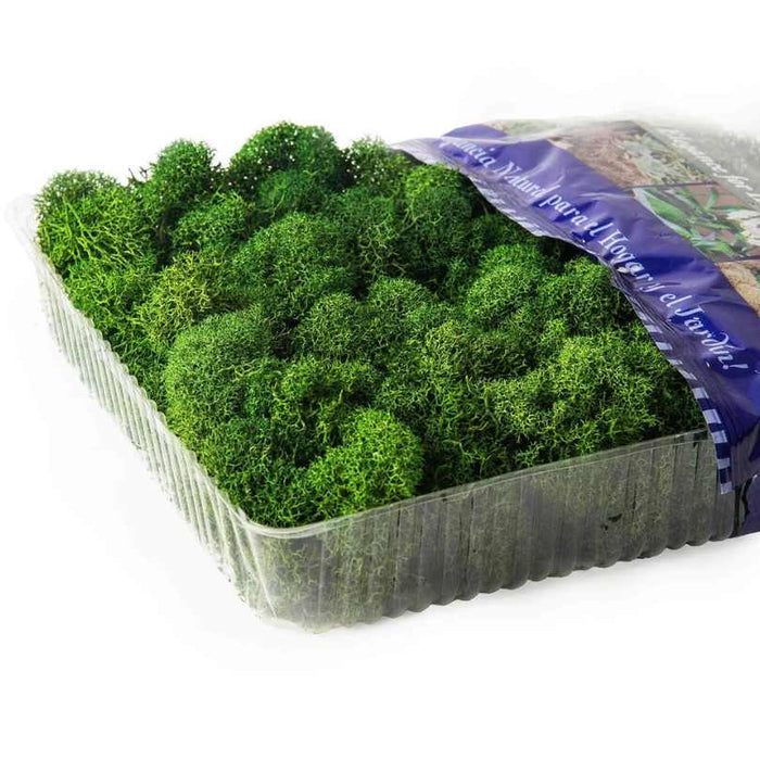 The SuperMoss® Reindeer Moss – Forest (8 oz) by Available for Pick-Up & Delivery is a clear plastic container of vibrant green preserved moss, ideal for crafts or floral décor.