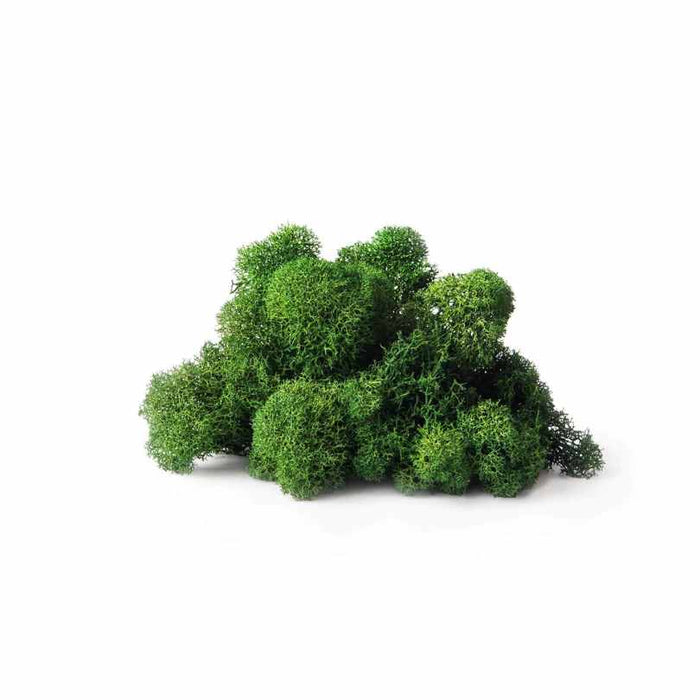 SuperMoss® Reindeer Moss – Forest (2 oz / 80.75 cu in) by Available for Pick-Up & Delivery features vibrant green, preserved moss with a fluffy texture—ideal for floral décor. Shown clustered against a plain white background.