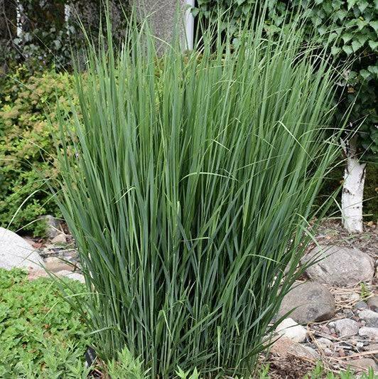 Switch Grass - Northwind - 3 gallon - Hicks Nurseries