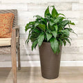 Tall Round Planter Chocolate - 12-inches - Hicks Nurseries