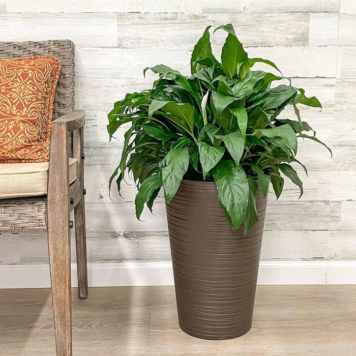 Tall Round Planter Chocolate - 12-inches - Hicks Nurseries
